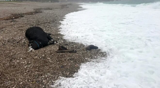 Kenti sel aldı, dünyaca ünlü sahilde kıyıya dana vurdu