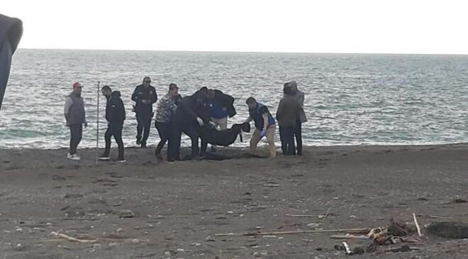 Sahilde kan donduran görüntü! Parçalanmış halde bulundu