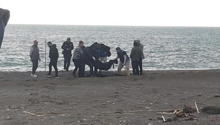 Sahilde kan donduran görüntü! Parçalanmış halde bulundu