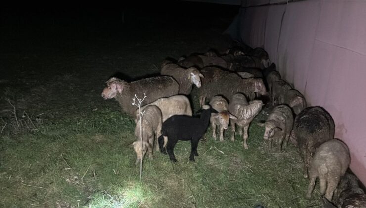 Tekirdağ'da çiftlik yangını: 60 küçükbaş öldü