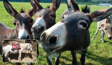 TÜİK’ten çarpıcı araştırma: Son 20 yılda at eşek ve katır sayısı azaldı