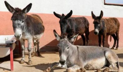 TÜİK’ten ilginç araştırma: Son 20 yılda at, eşek ve katırda büyük düşüş