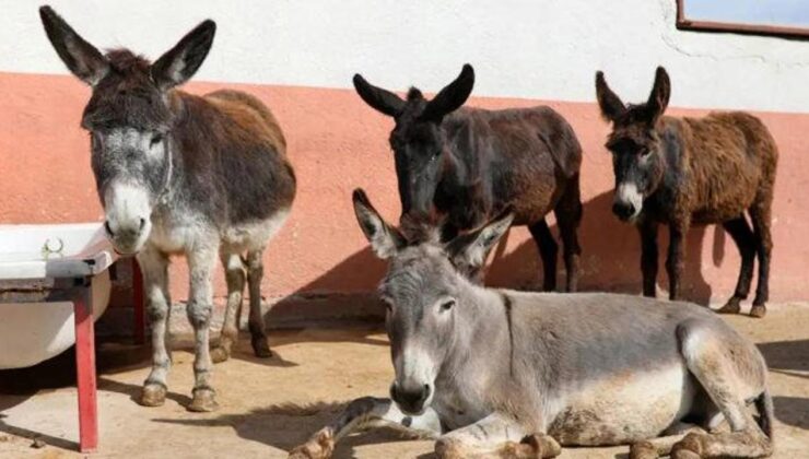 TÜİK’ten ilginç araştırma: Son 20 yılda at, eşek ve katırda büyük düşüş