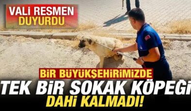 Vali resmen duyurdu! Bir büyükşehrimizde tek bir sokak köpeği dahi kalmadı