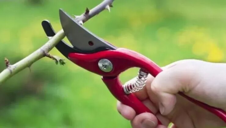 Yazın hızlı büyümesi ve erken çiçek açması için şubat ayında budamanız gereken 3 ağaç ve bitki