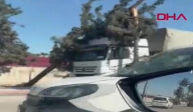 Adana’da rüzgar nedeniyle ağaçlar devrildi