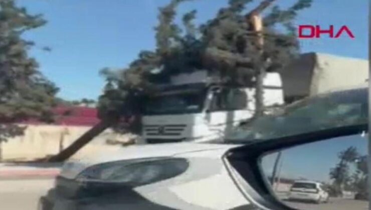 Adana’da rüzgar nedeniyle ağaçlar devrildi