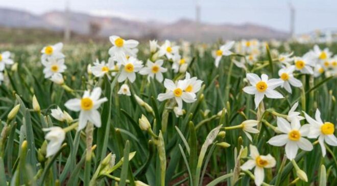 Baharın habercisi! Çiçek açtılar