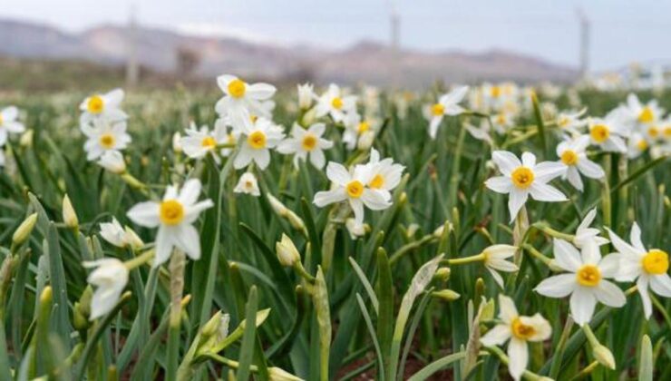 Baharın habercisi! Çiçek açtılar