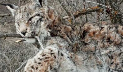 Canlı olarak görmek bile imkansızdı! ‘Hayalet Avcı’ ölü olarak bulundu