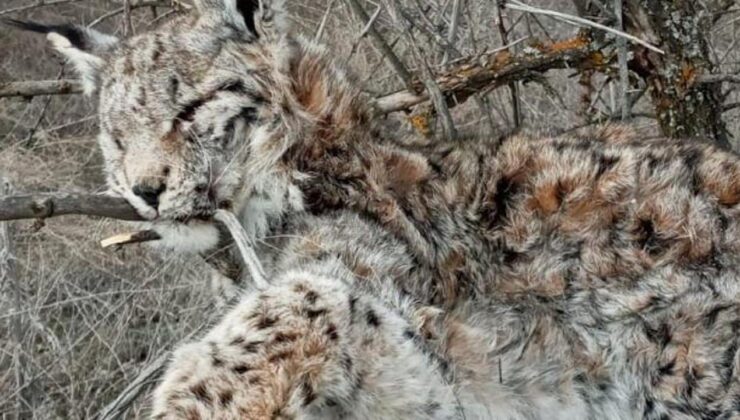 Canlı olarak görmek bile imkansızdı! ‘Hayalet Avcı’ ölü olarak bulundu