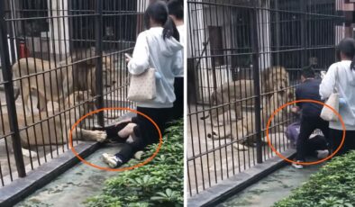 Çin’de dehşet anları: Aslan 10 yaşındaki kızın bacağını yakaladı
