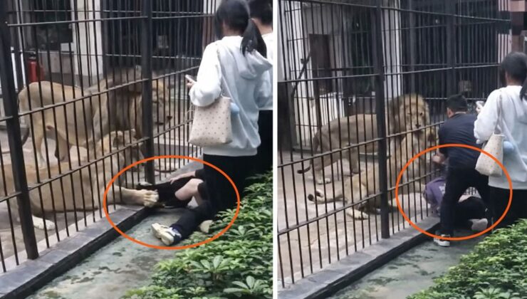 Çin’de dehşet anları: Aslan 10 yaşındaki kızın bacağını yakaladı