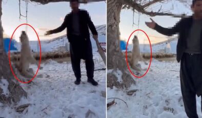 Çok yediğini iddia ettiği köpeğini ağaca asıp öldürdü