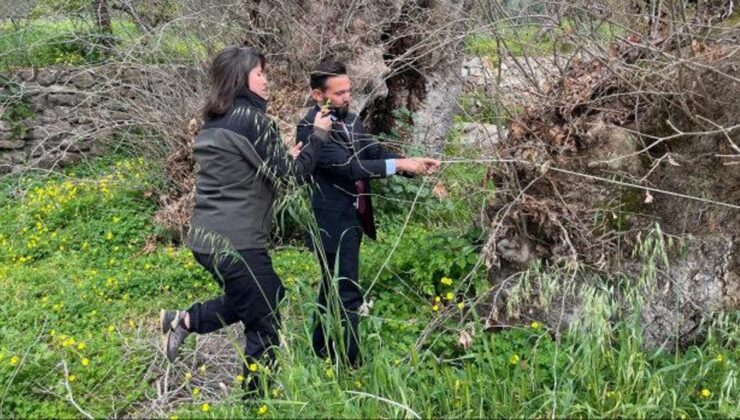 Doğa yürüyüşünde şaşırtan keşif! Yaşı 2 bin yılı, gövdesi 19 metreyi aşıyor