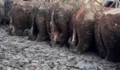 Konya’da sosyal medyada gündem olan görüntü! İnceleme başlatıldı