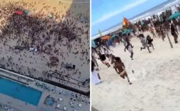 Silah seslerini duyunca denizden çıkıp panikle kaçtılar