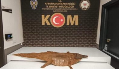 Trafik denetiminde şaşırtan kaçakçılık: Timsah derisi yakalandı