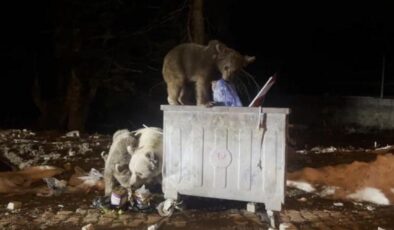Uludağ’da kış uykusundan uyanan ayı ailesi görüntülendi