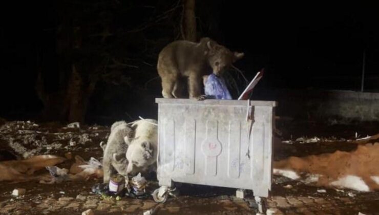 Uludağ’da kış uykusundan uyanan ayı ailesi görüntülendi
