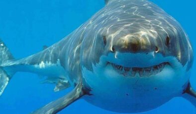 Araştırma: Bahamalar’daki köpek balıklarında kokain ve kafein kirleticileri saptandı