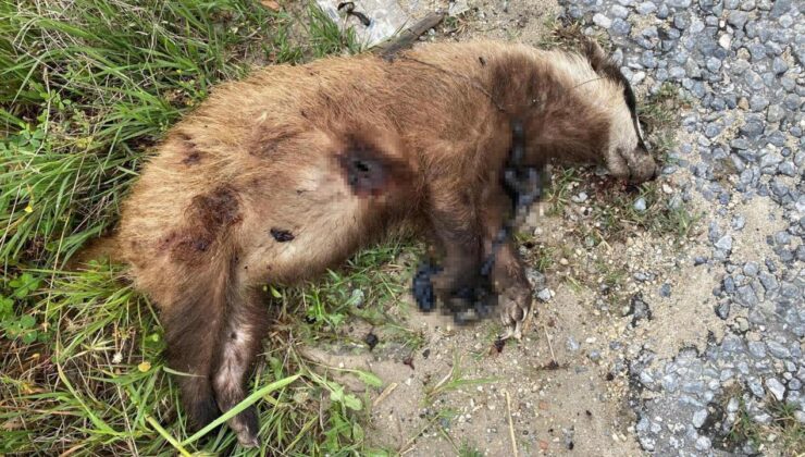 Aydın’da nesli tükenmekte olan Avrupa porsuğu silahla vurularak katledildi