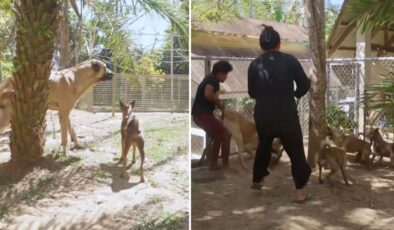 Çiftliklerine Sivas kangalı alan Filipinli aile, ilk gün neye uğradığını şaşırdı