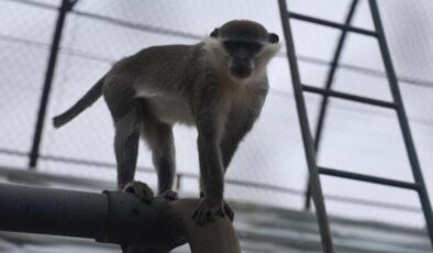 Firari maymun ikinci kez yakalandı!