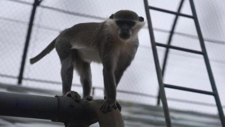 Firari maymun ikinci kez yakalandı!