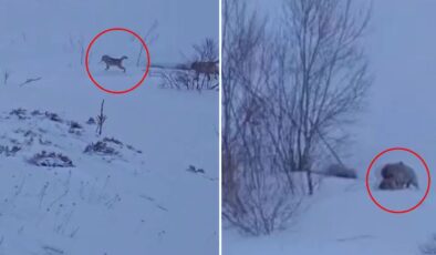 Köye baskın yapan aç kurtlar sert kayaya çarptı