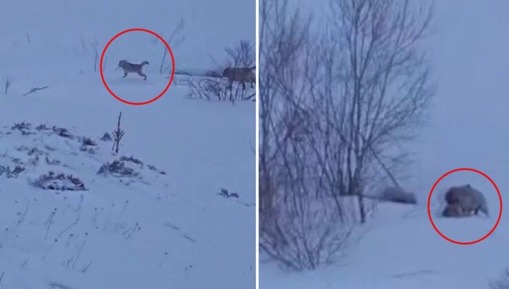 Köye baskın yapan aç kurtlar sert kayaya çarptı