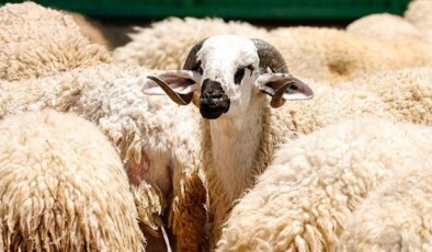 TSK Mehmetçik Vakfı vekaleten kurban bağışı kabulüne başladı