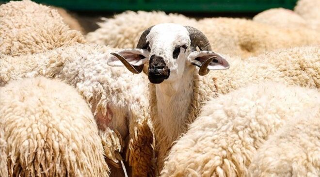 TSK Mehmetçik Vakfı vekaleten kurban bağışı kabulüne başladı