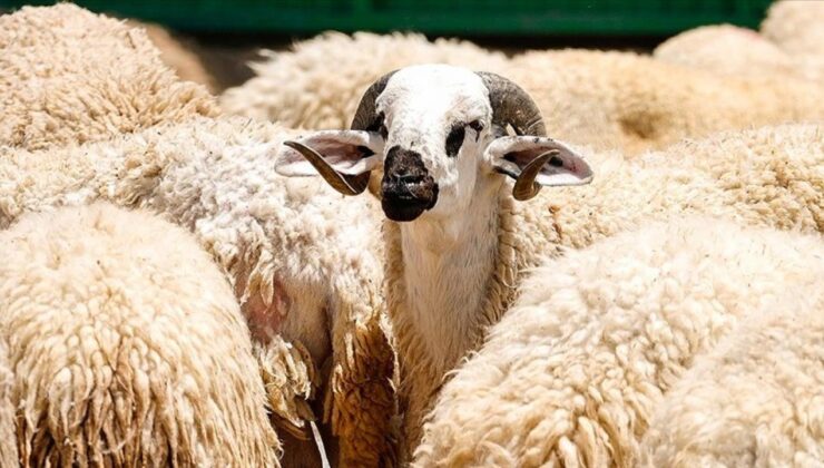 TSK Mehmetçik Vakfı vekaleten kurban bağışı kabulüne başladı