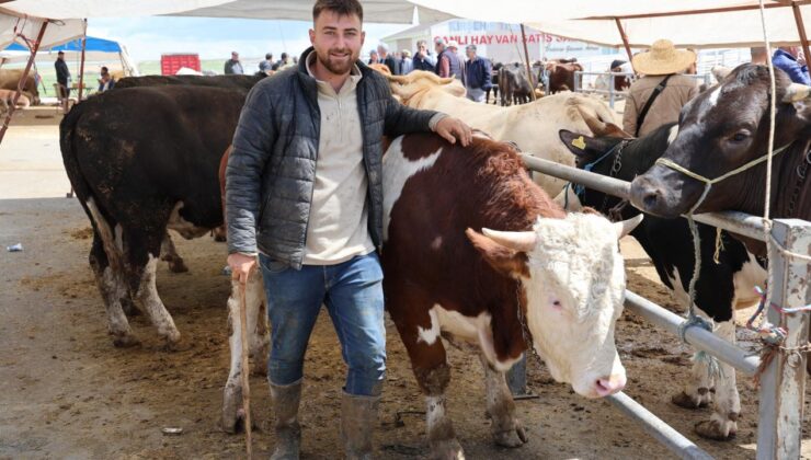 830 kiloluk kurbanlık tosun! Otomobil fiyatına satıldı