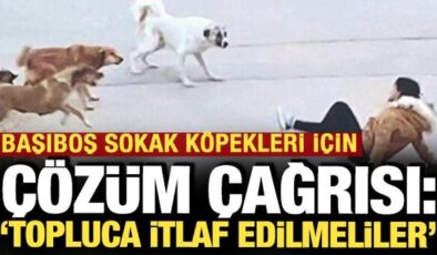 Başıboş sokak köpekleri için ‘çözüm’ çağrısı: ‘Topluca itlaf edilmeliler’