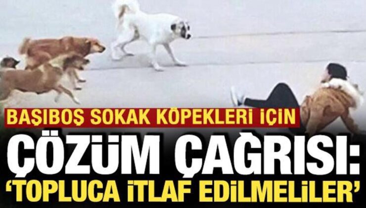 Başıboş sokak köpekleri için ‘çözüm’ çağrısı: ‘Topluca itlaf edilmeliler’