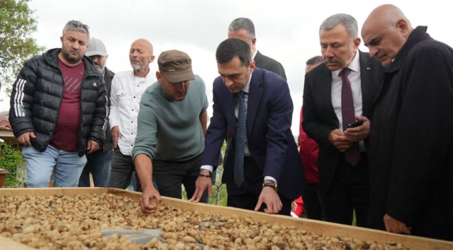 Kilosu 12 bin TL’den satılıyor! ‘Topraktaki altın’ın hasadı başladı