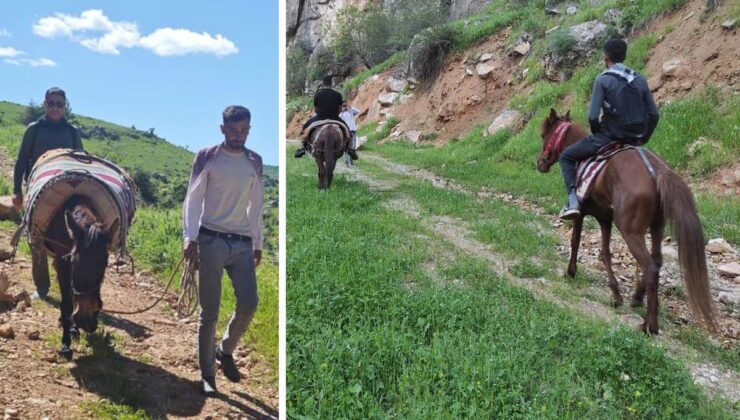 Sabah ezanıyla yola çıkıyorlar, katırlarla 3 saat gidip topluyorlar
