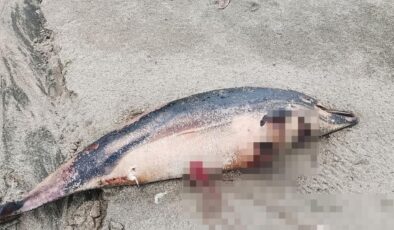 Trabzon sahilinde 3 ölü yunus bulundu