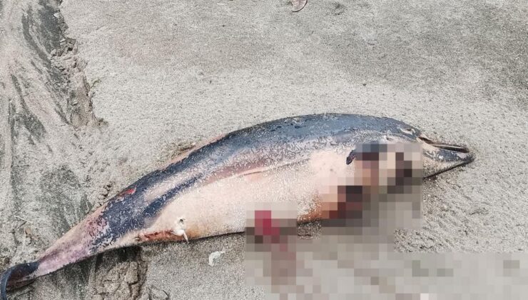 Trabzon sahilinde 3 ölü yunus bulundu