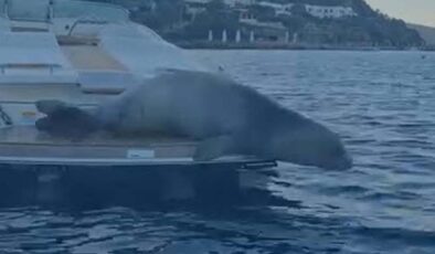Bodrum’da Akdeniz foku sürprizi: Motoryatta güneşlendi