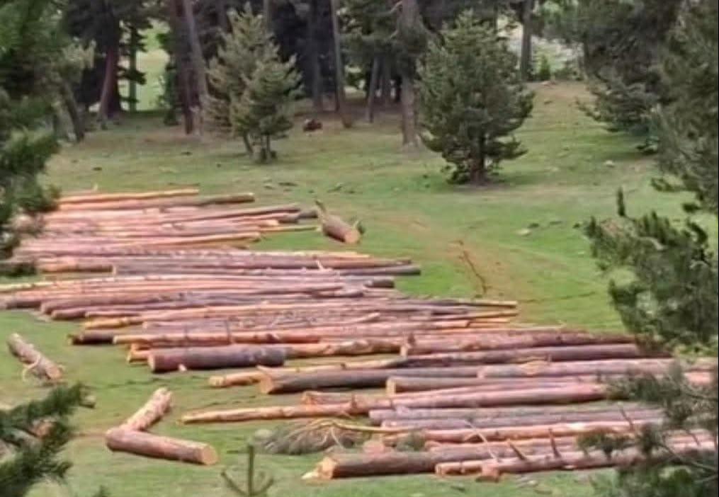 Canibeg Ormanları İçin Tepki Büyüyor:Köprülü Derneği’nden“Kesimin Tamamına Karşıyız”Açıklaması