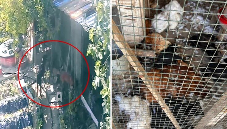 Kümese giren sokak köpekleri dehşet saçtı