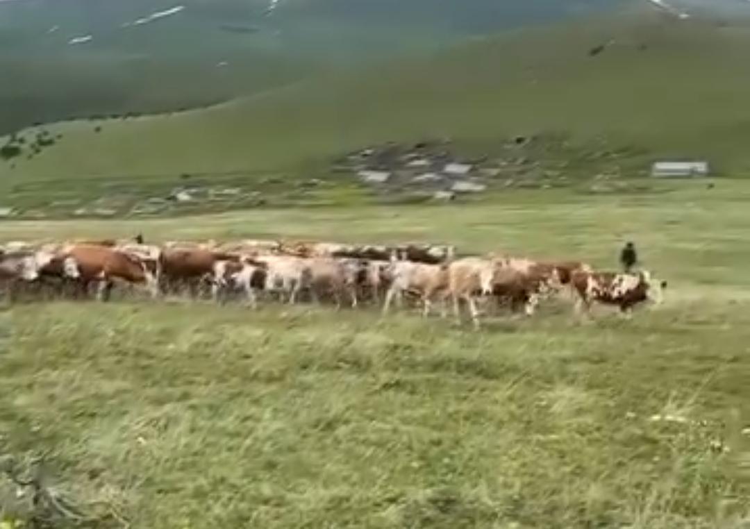 ÖZEL HABER : POSOF’TAKİ YAYLA KRİZİNDE YENİ İDDİALAR