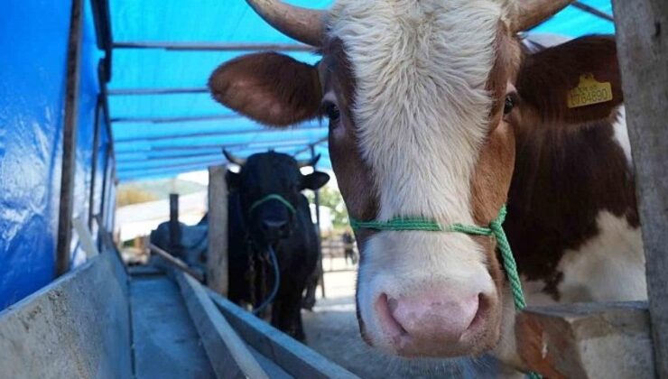 Samsun’da ayılar 6 büyükbaş hayvana saldırdı!