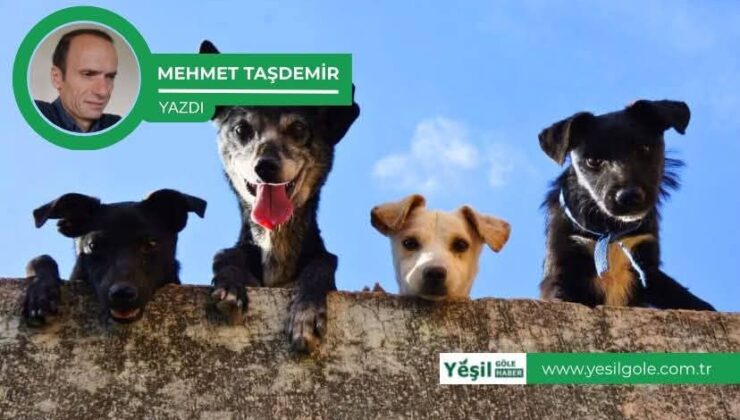 Göle’nin “İt”leri